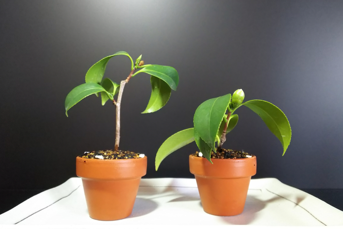 小さな姿で花を咲かせる挿し木の楽しみ方 : Bon Bonsai