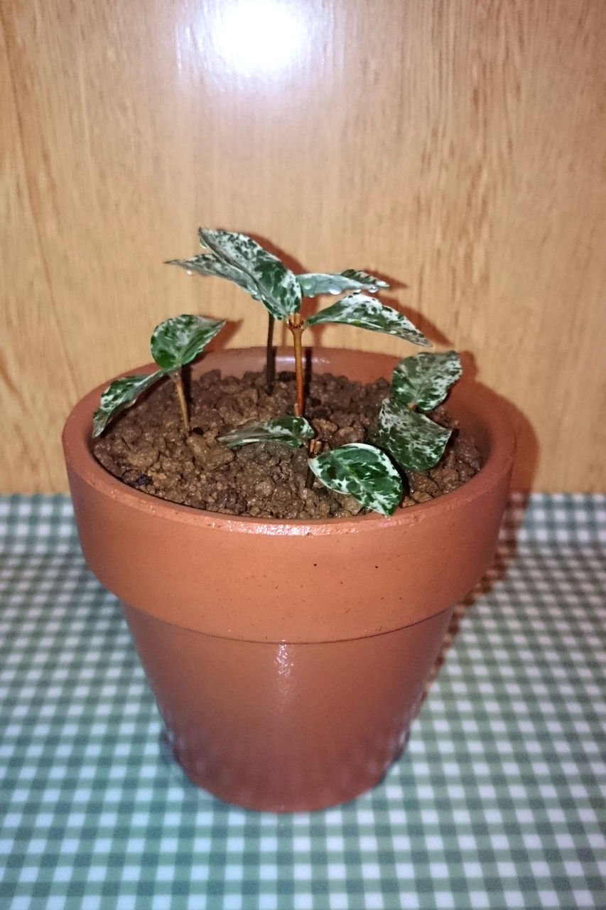 初雪カズラを挿してみる Bon Bonsai