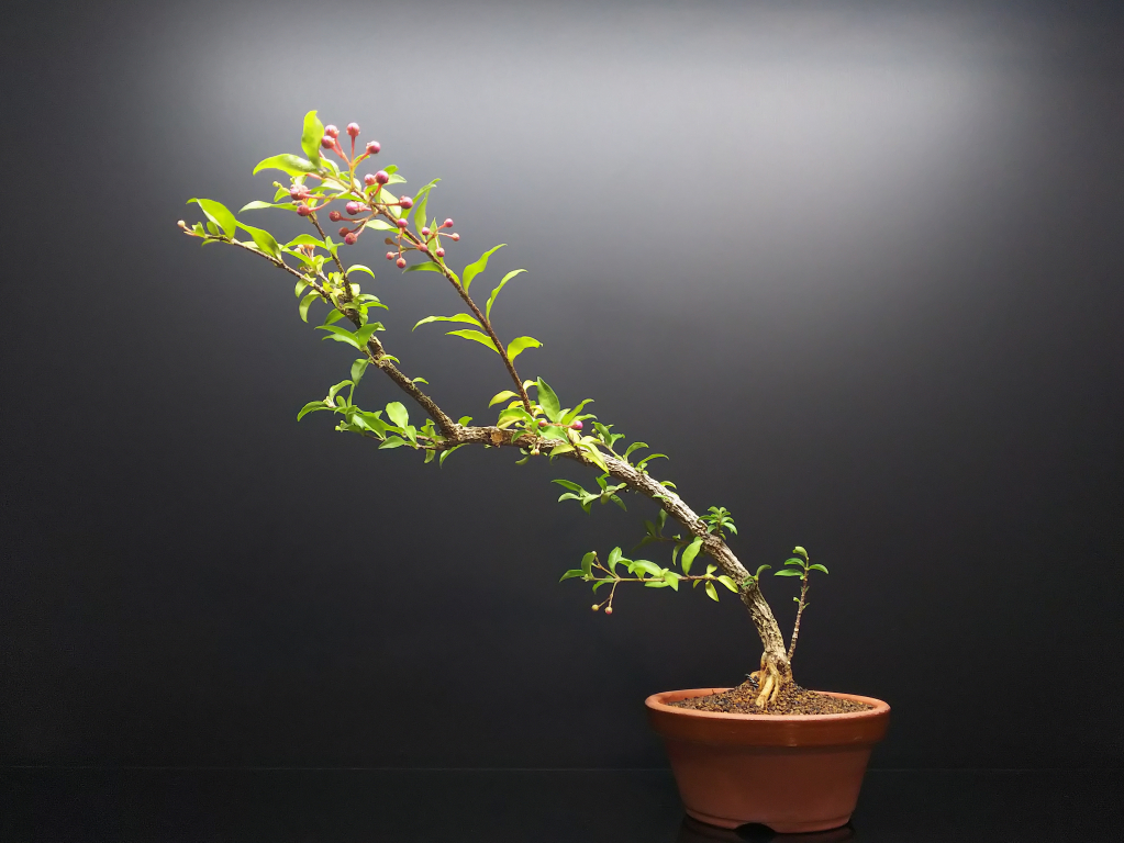 超大変だった台湾姫桜桃の植え替え【後編】 : Bon Bonsai 超大変だった台湾姫桜桃の植え替え【後編】 : Bon Bonsai