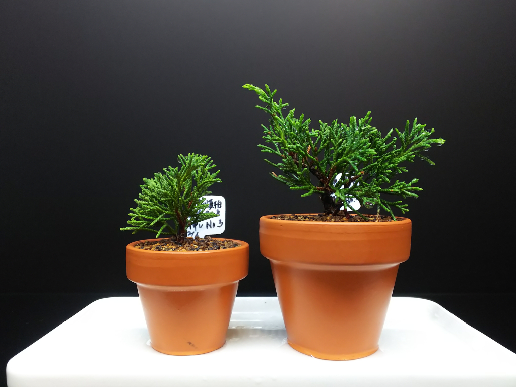 鉢ごと発送⭕️ 糸魚川真柏盆栽 盆栽 挿し木45年 BONSAI 【公式通販】