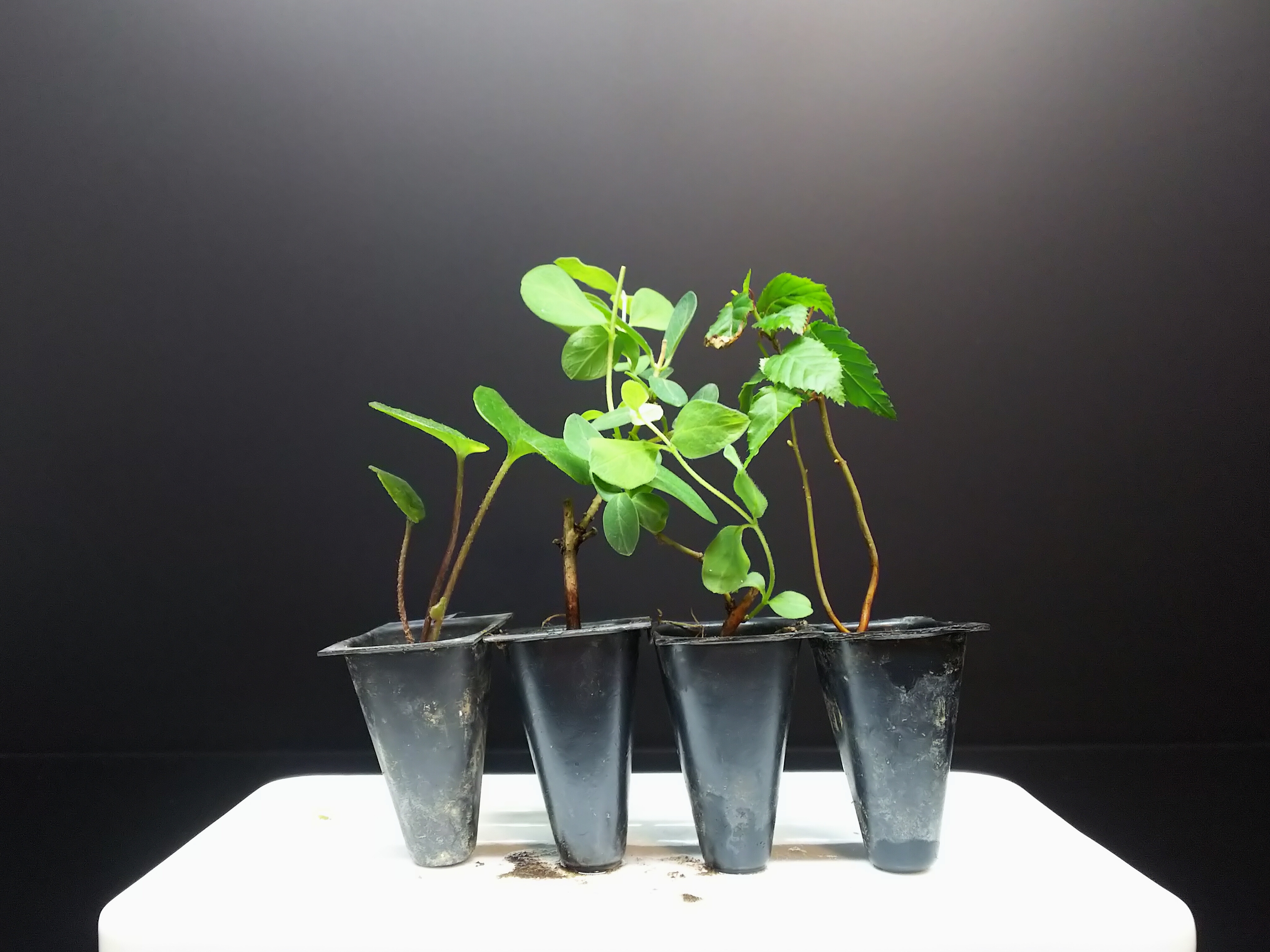 ✿landerblue様♡専用✿苗ネコポス発送☆挿し木 ⑦✿四季咲きバラ苗✿ネコポス発送✿⊹₊。ꕤ˚₊⊹挿し木✿絞りのバラ