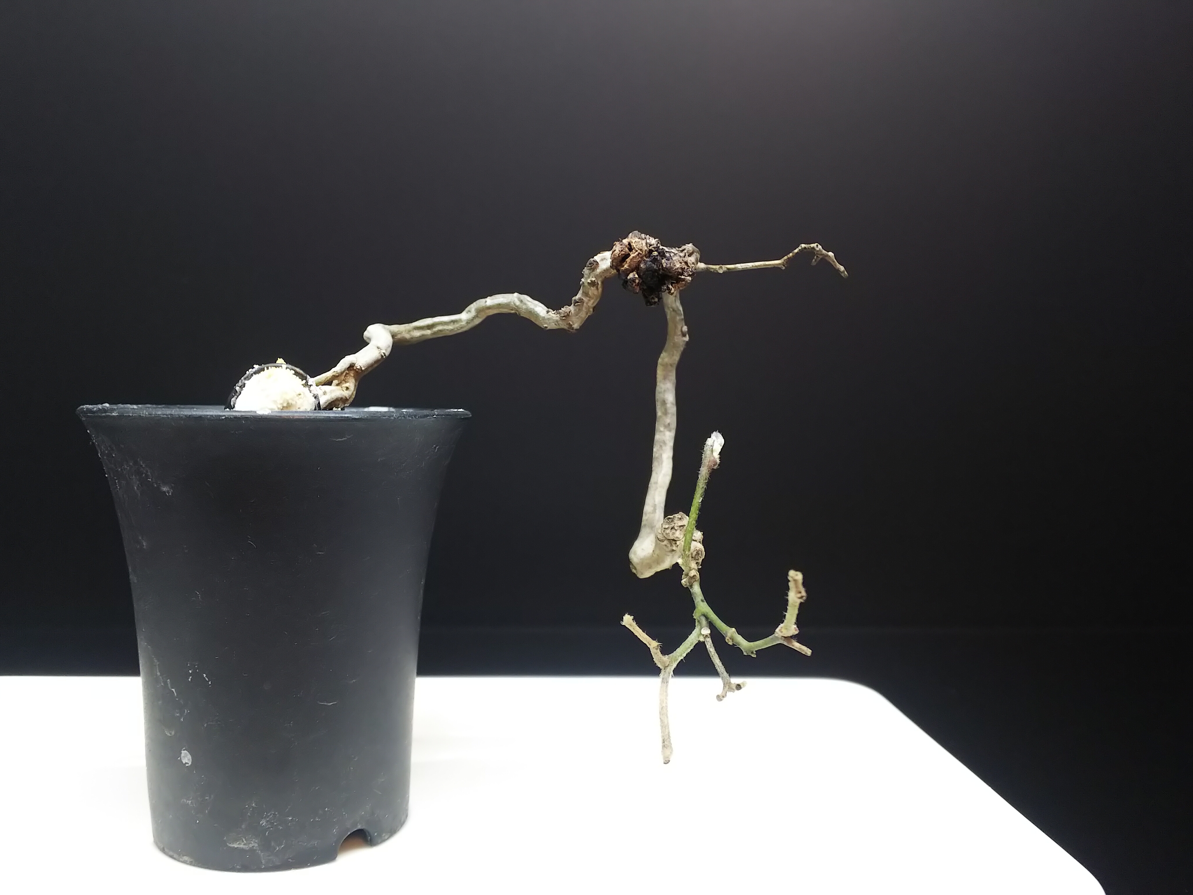 青つづら藤をちょんぱして植え替える Bon Bonsai 青つづら藤をちょんぱして植え替える Bon Bonsai