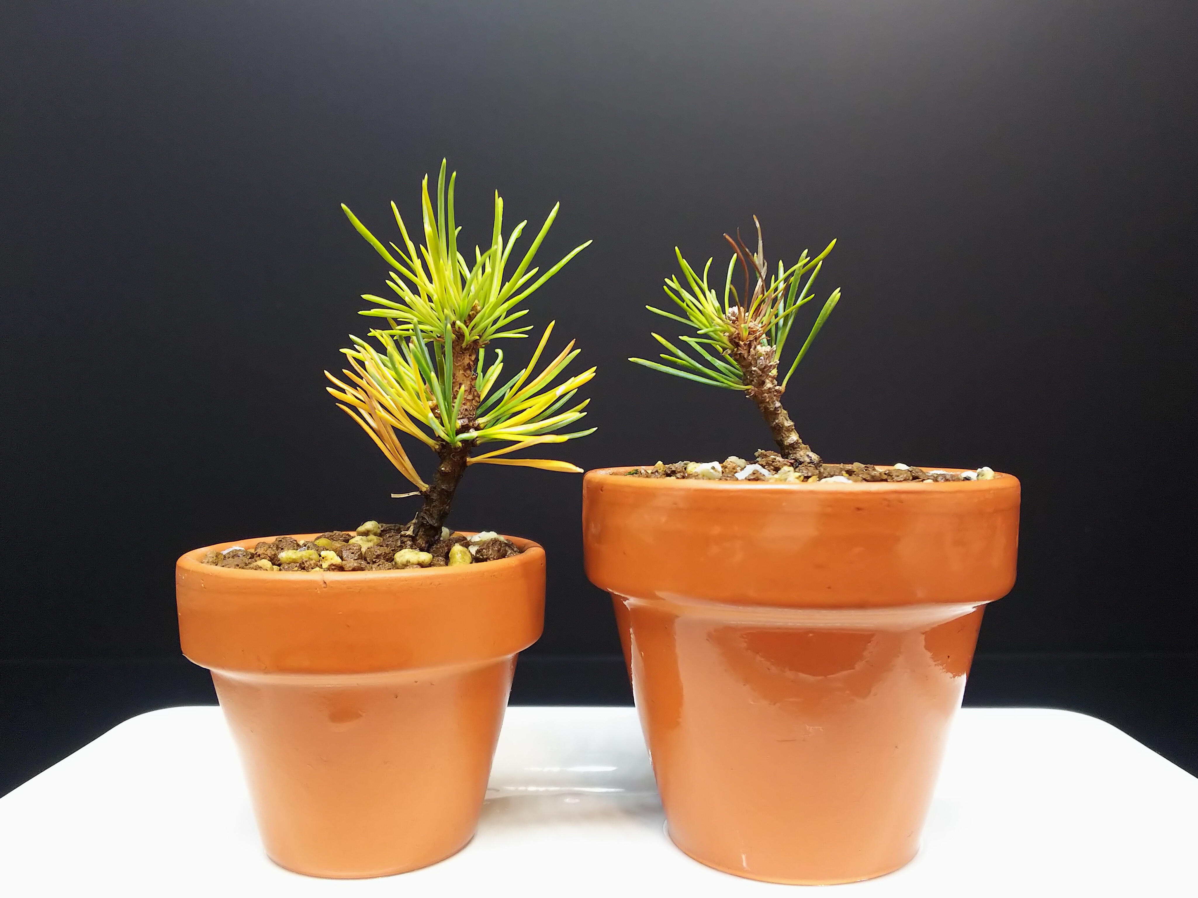 水切れ対策その③【五葉松瑞祥】 : Bon Bonsai