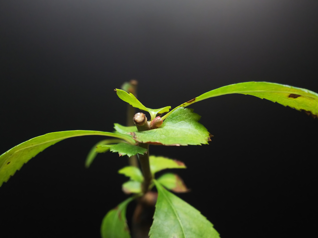 動き始めたボケとその挿し木の鉢上げ : Bon Bonsai