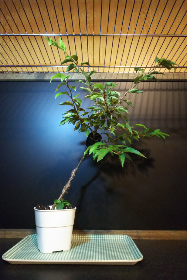 十月桜も取り木切り離し : Bon Bonsai