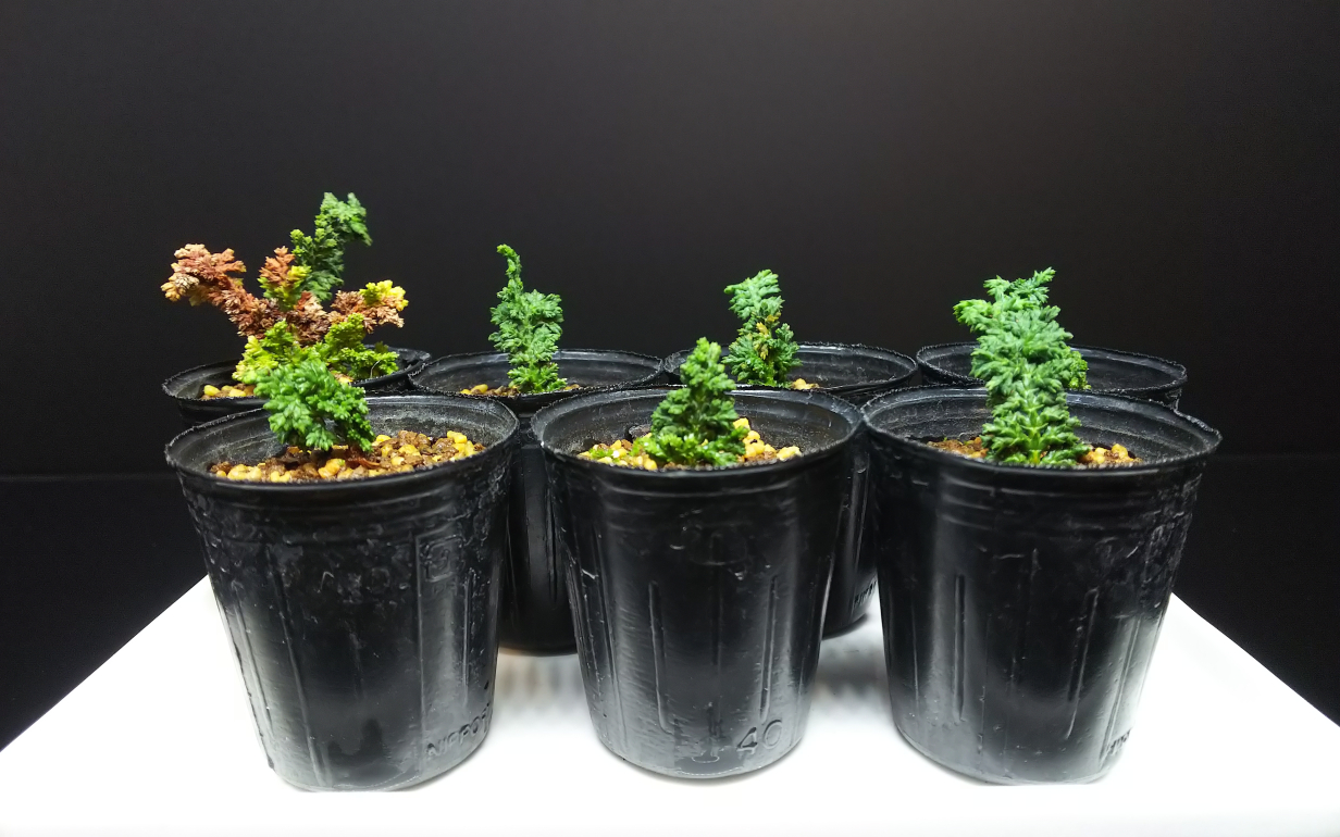 石化檜挿木苗(15本) 石化檜苗(15本) 【公式通販】