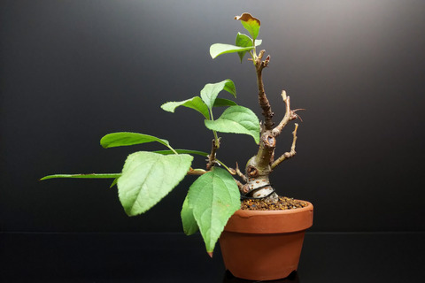 2019092202深山カイドウ1