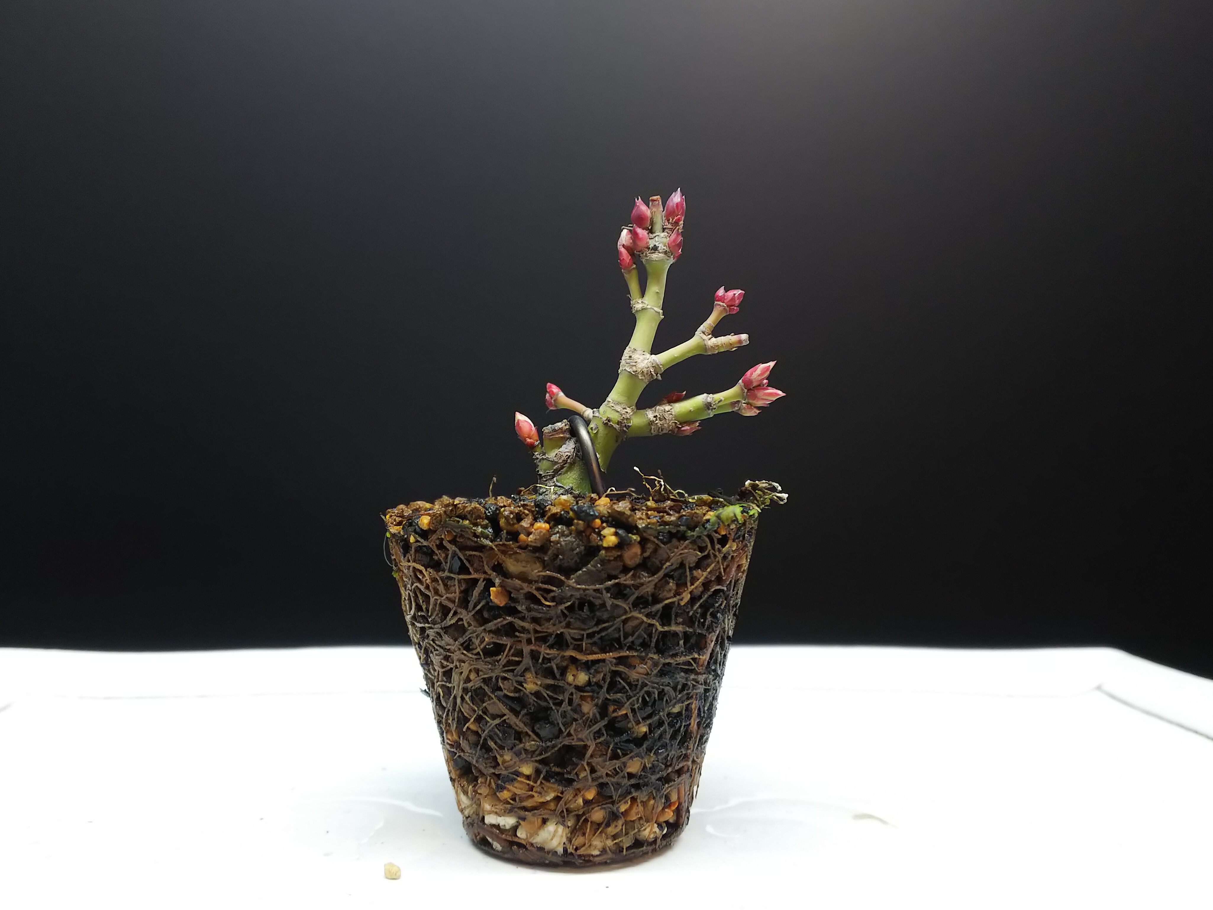 桂もみじも急いで植え替え Bon Bonsai