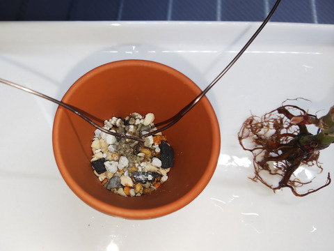 2020021810舞姫植え替え10