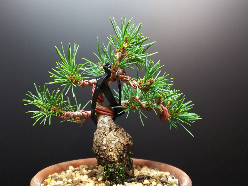 五葉松、古葉切りと初めての姿出し : Bon Bonsai