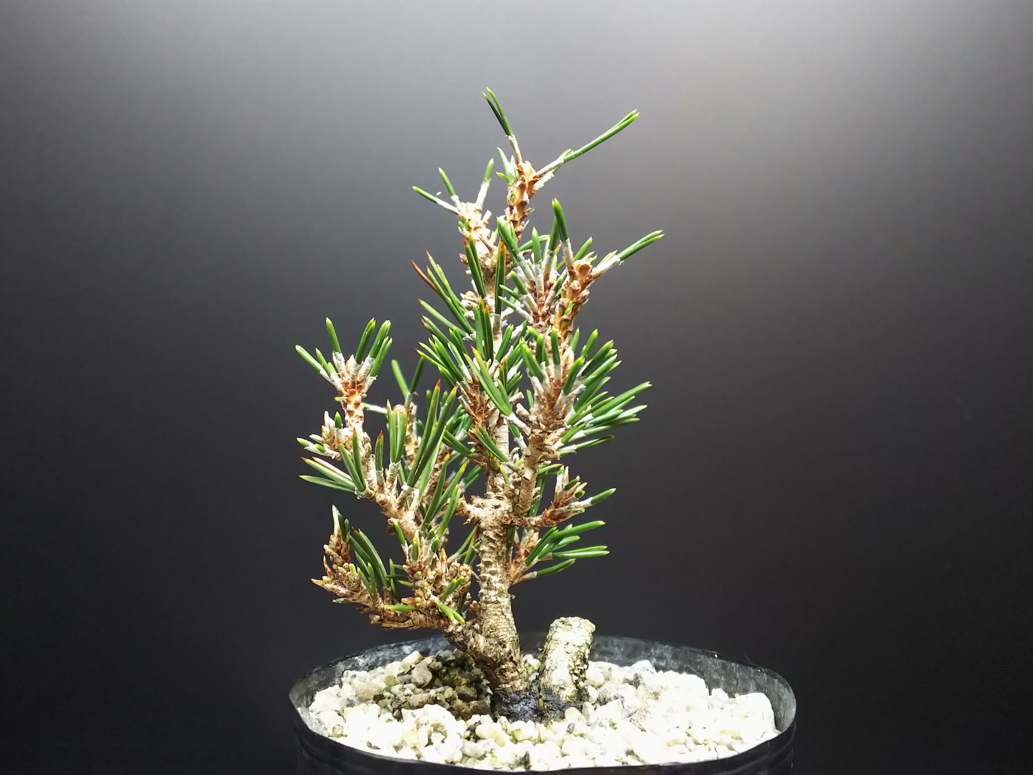 千寿姫、それはまるで雑木の様な赤松 : Bon Bonsai