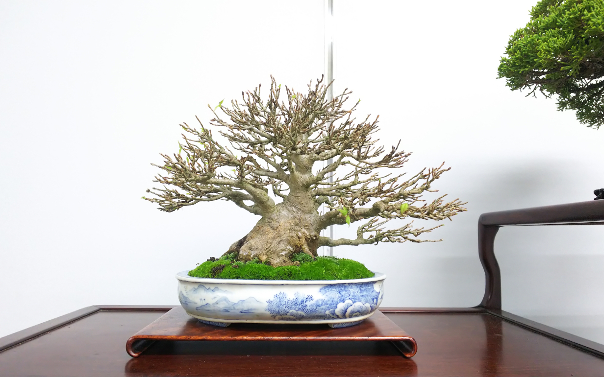 秋雅展⑥よく出来たカエデを見て勉強する : Bon Bonsai