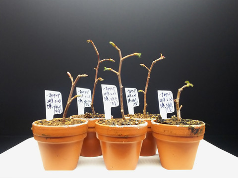 2020022801一才カナシデ1