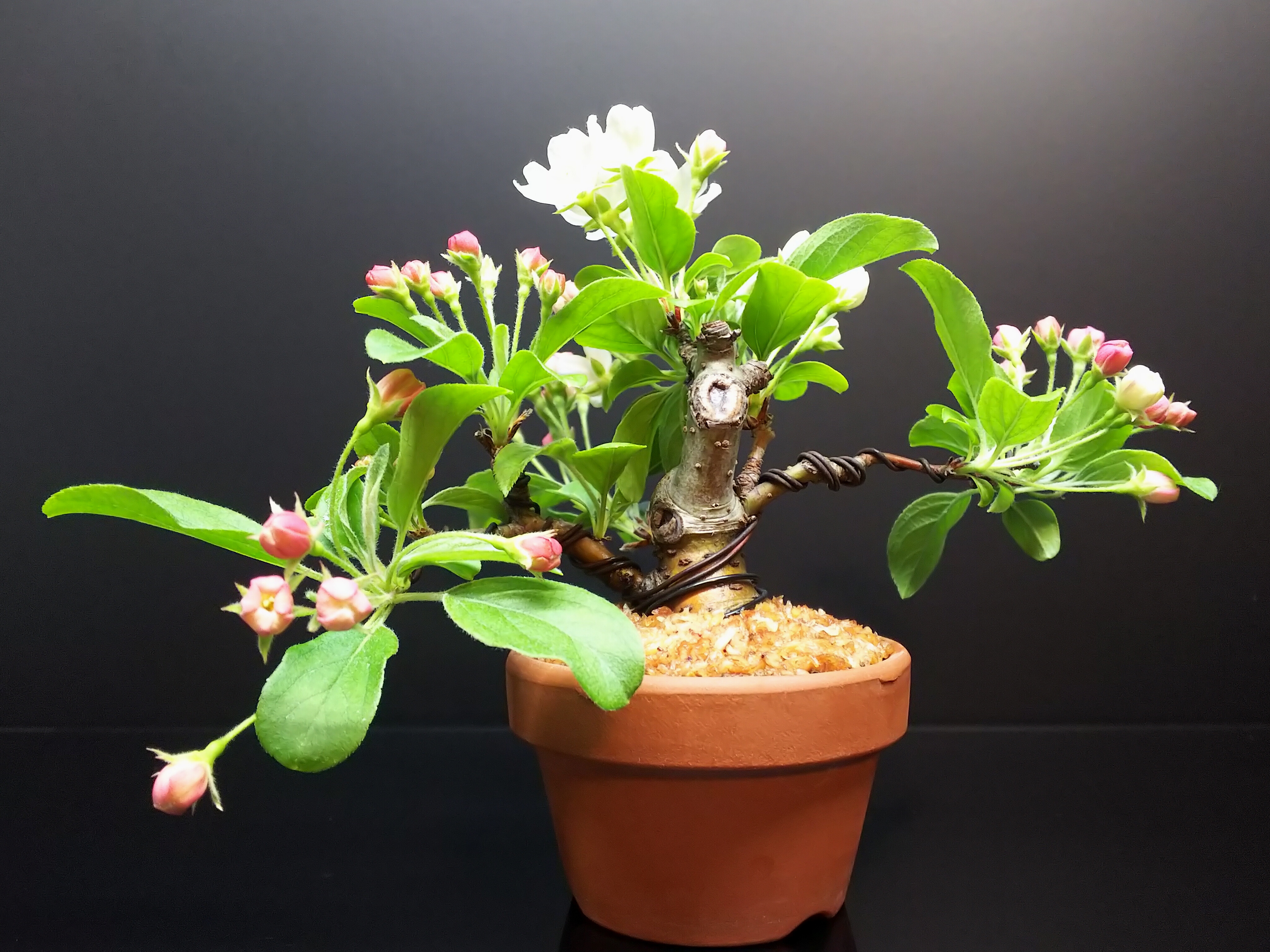 水切れ対策その①【深山カイドウ】 : Bon Bonsai