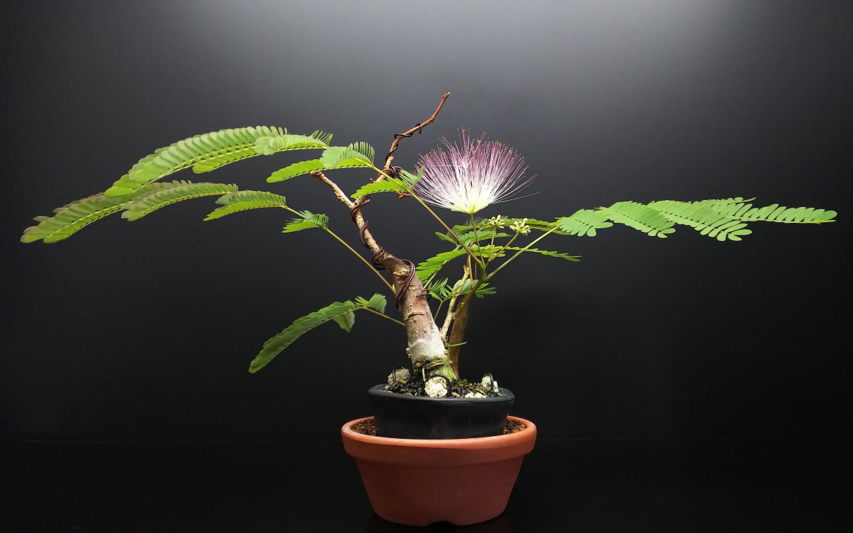 ネムの木 2度目の開花と種採取 Bon Bonsai ネムの木 2度目の開花と種採取 Bon Bonsai