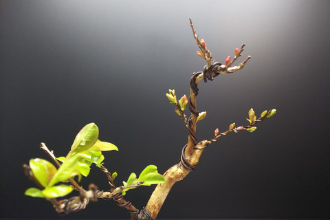 2020032908サルスベリ夏祭り植え替え8