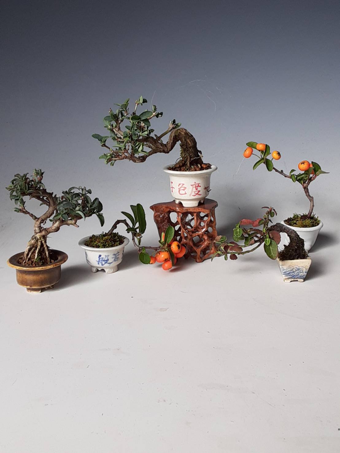 きらく会の志水さんは挿し木名人だった Bon Bonsai