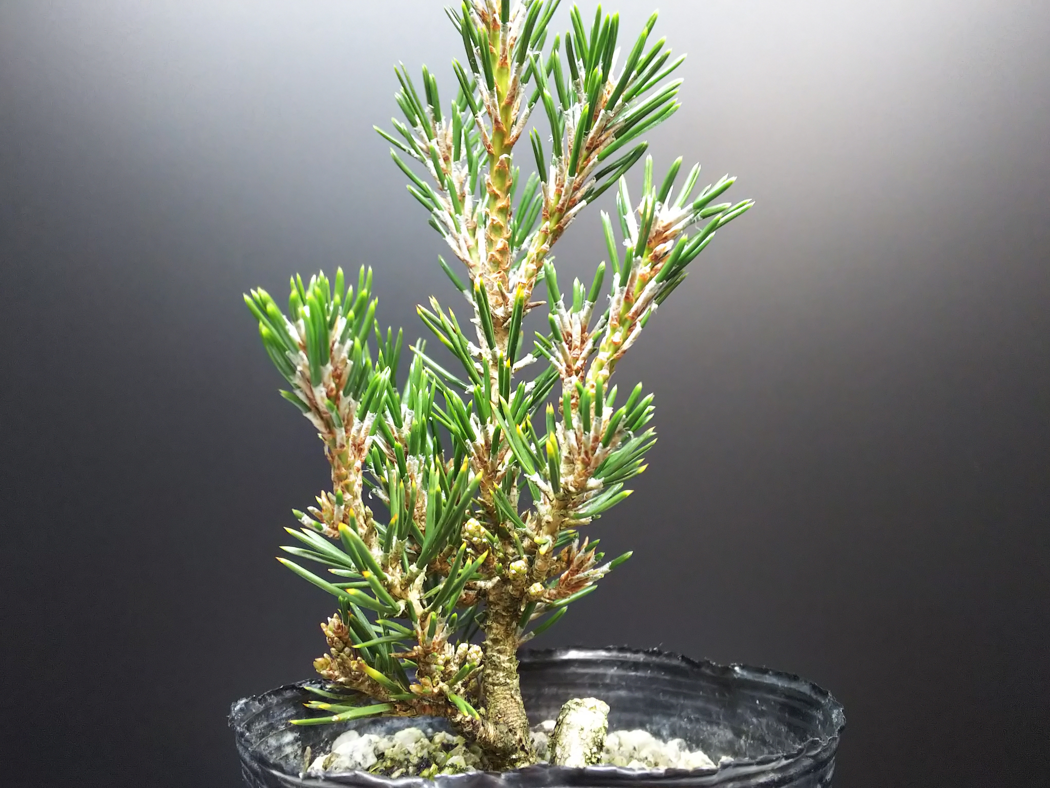 千寿姫の芽切りとか色々 : Bon Bonsai