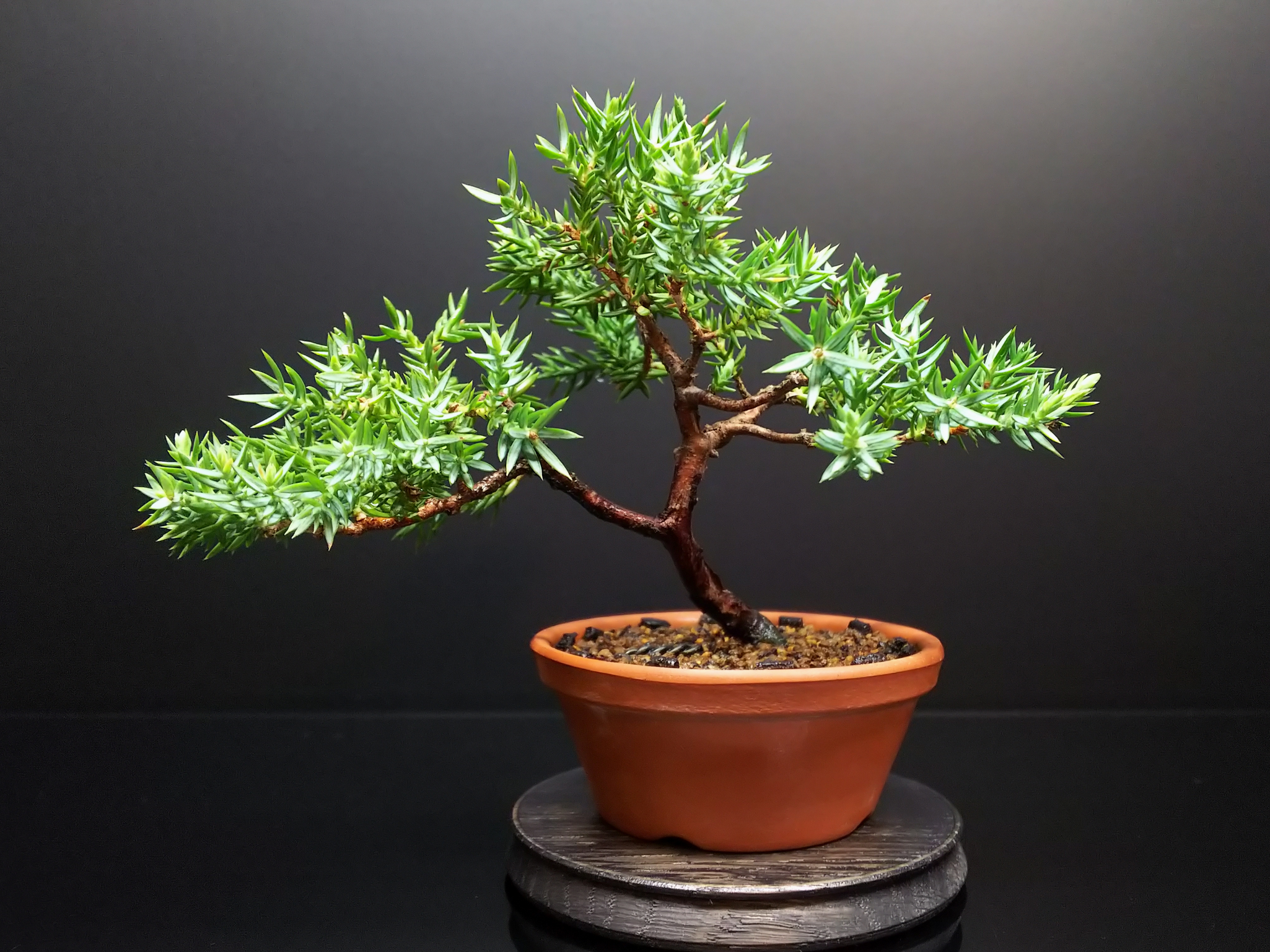 盆栽　ソナレ　中品 磯馴 ソナレ そなれ 中品 盆栽 素材 - メルカリ