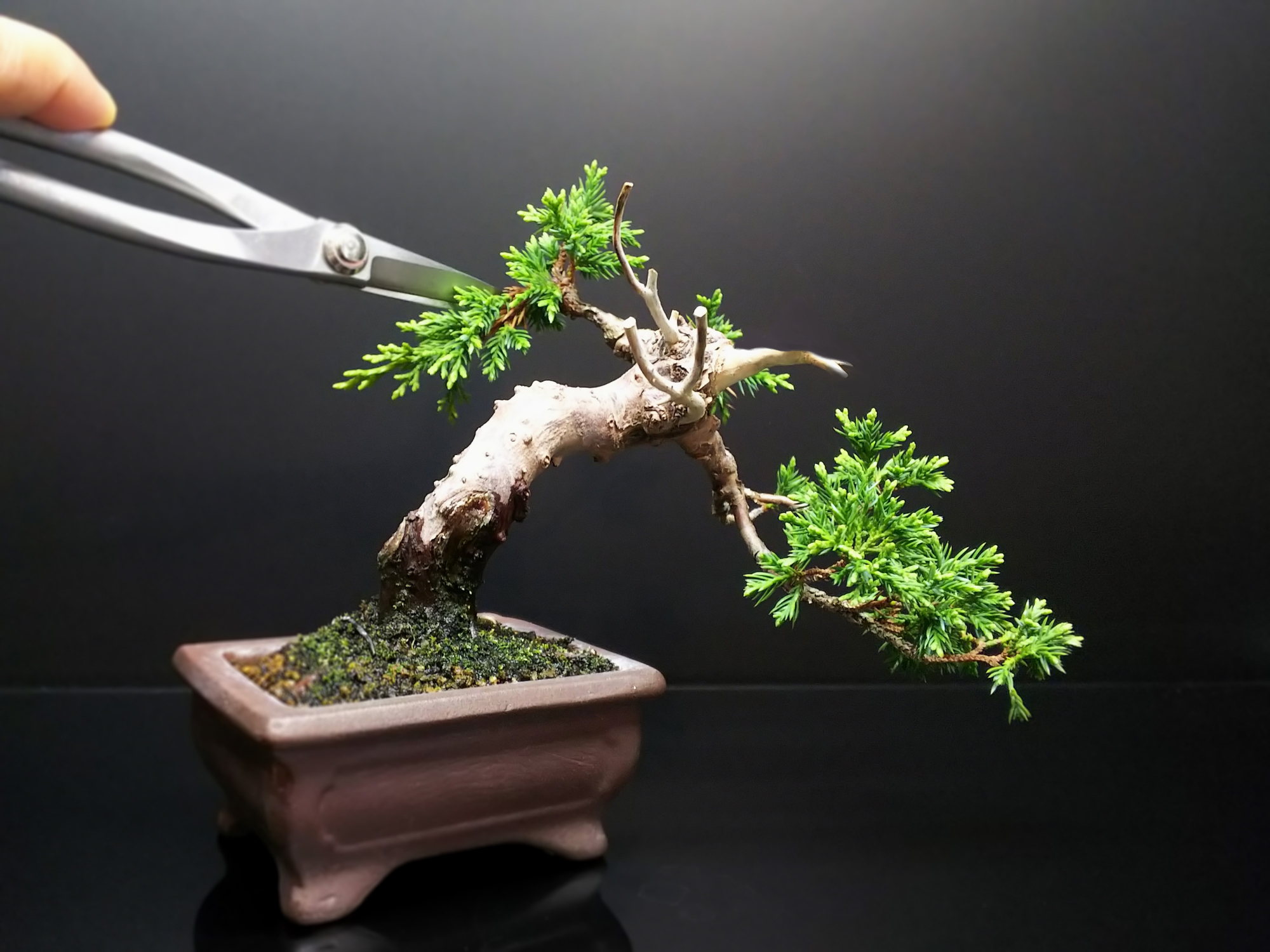 改作を交えながらも杉っ葉絶賛回復中の糸魚川真柏 : Bon Bonsai