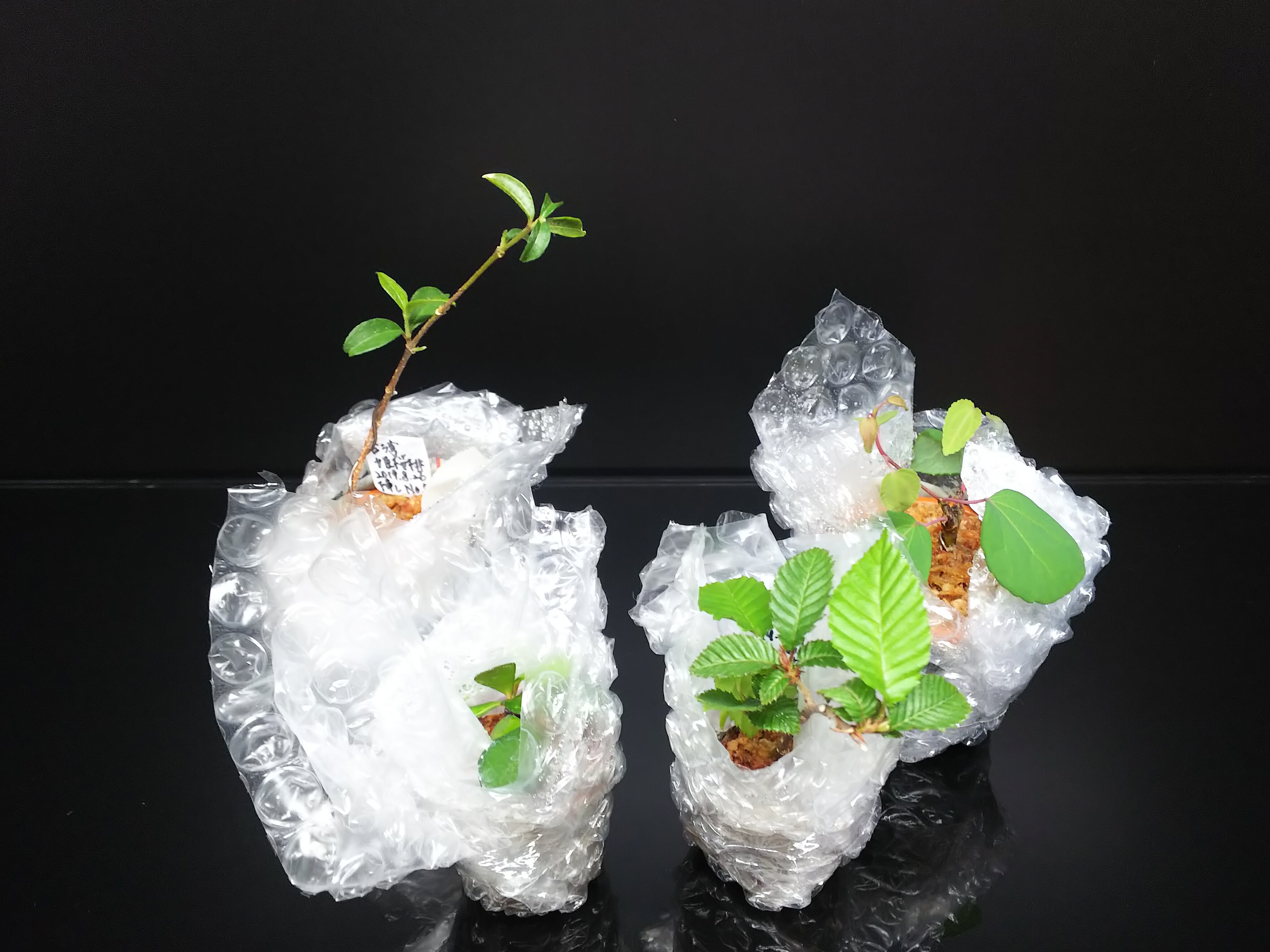 第四郵便で盆栽苗を送ってみた【ダンボール編②】 : Bon Bonsai