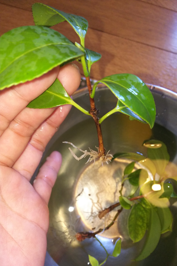 椿 一休の挿し木鉢上げで学んだこと Bon Bonsai 椿 一休の挿し木鉢上げで学んだこと Bon Bonsai