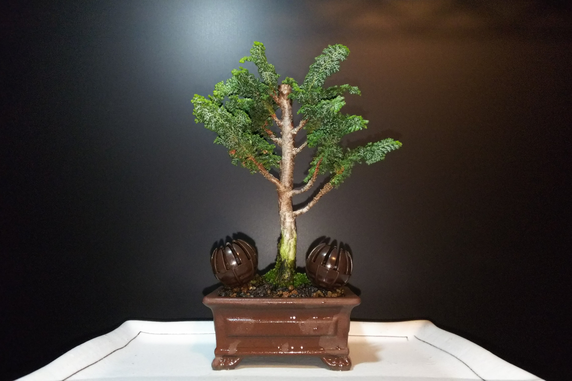 ずっといじらずに来た石化ひのきに針金かけ : Bon Bonsai