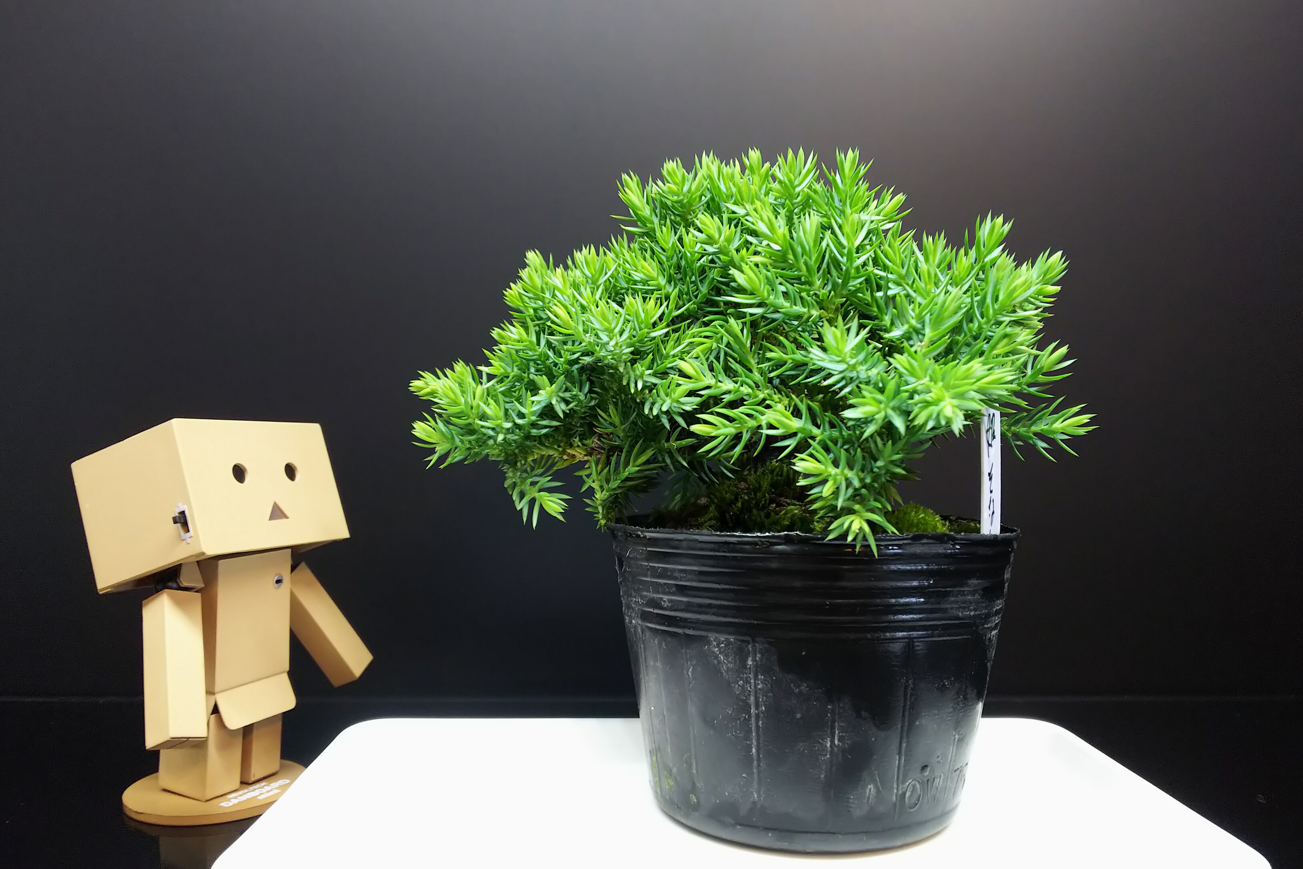 我が家にもついに盆栽と呼べる樹が！！ : Bon Bonsai