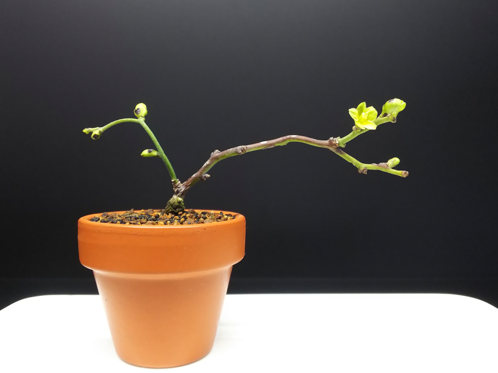 ルリビョウタンの育て方 : Bon Bonsai ルリビョウタンの育て方 : Bon Bonsai