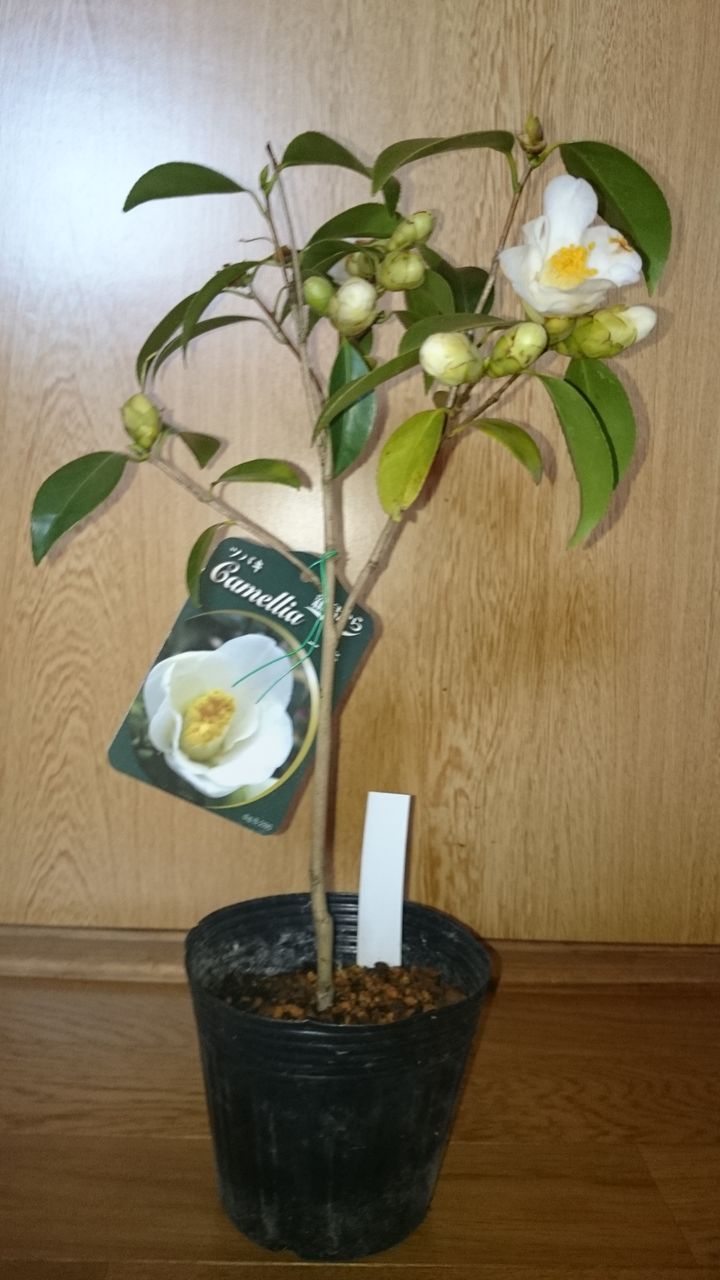 椿 一休の植え替え Bon Bonsai