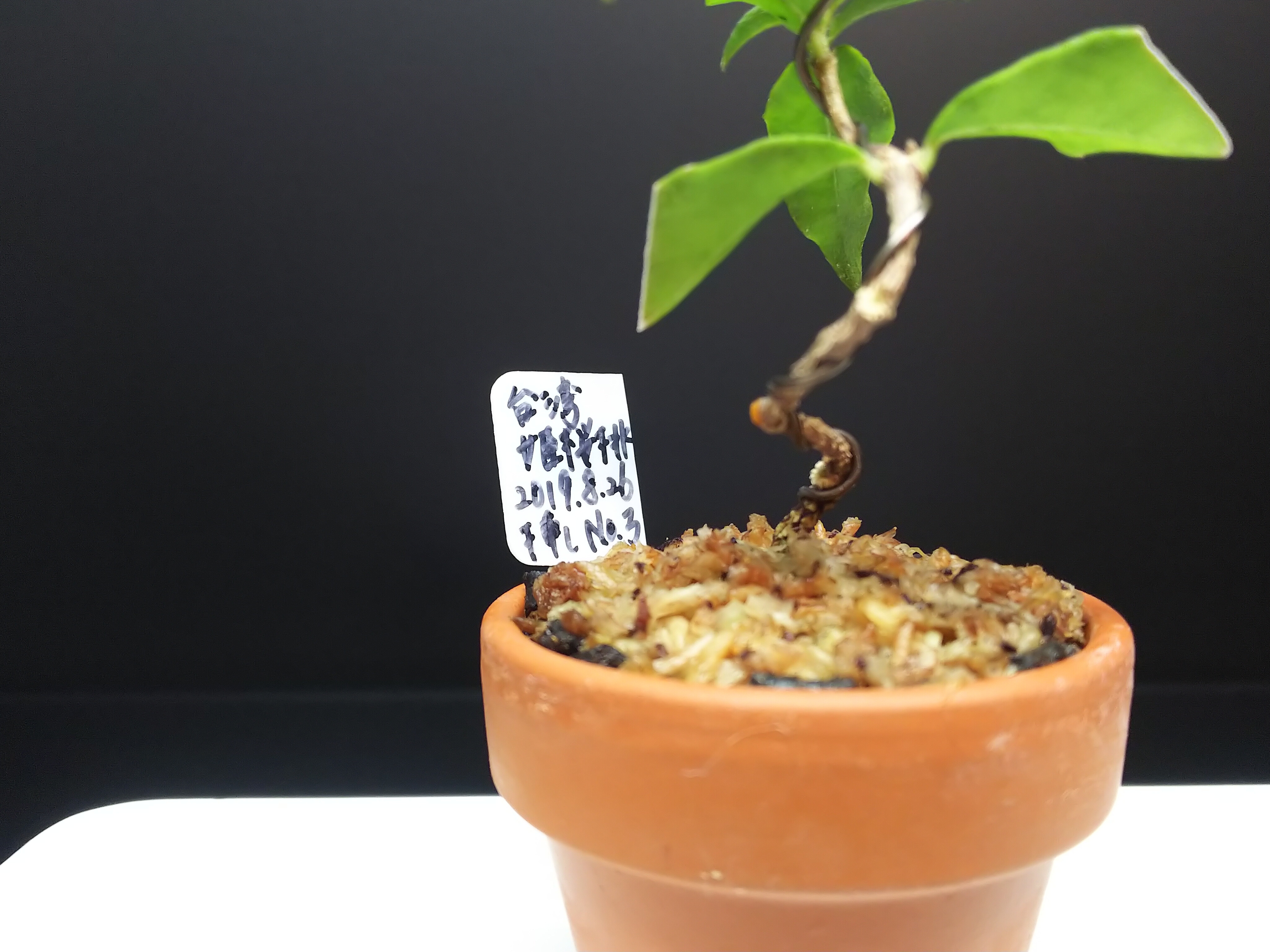 第四郵便で盆栽苗を送ってみた ペットボトル編 Bon Bonsai 第四郵便で盆栽苗を送ってみた ペットボトル編 Bon Bonsai