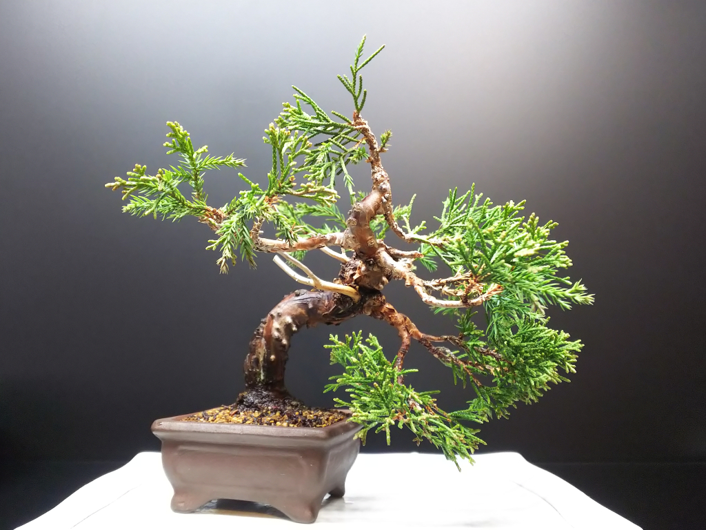 糸魚川真柏の植え替えと葉すかし : Bon Bonsai