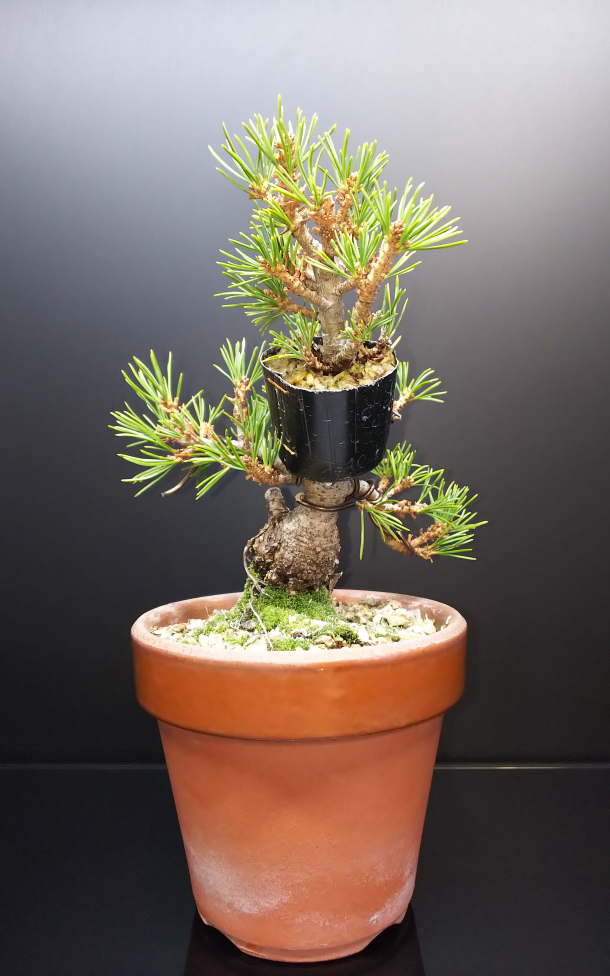 瑞祥の剪定と挿し木 : Bon Bonsai
