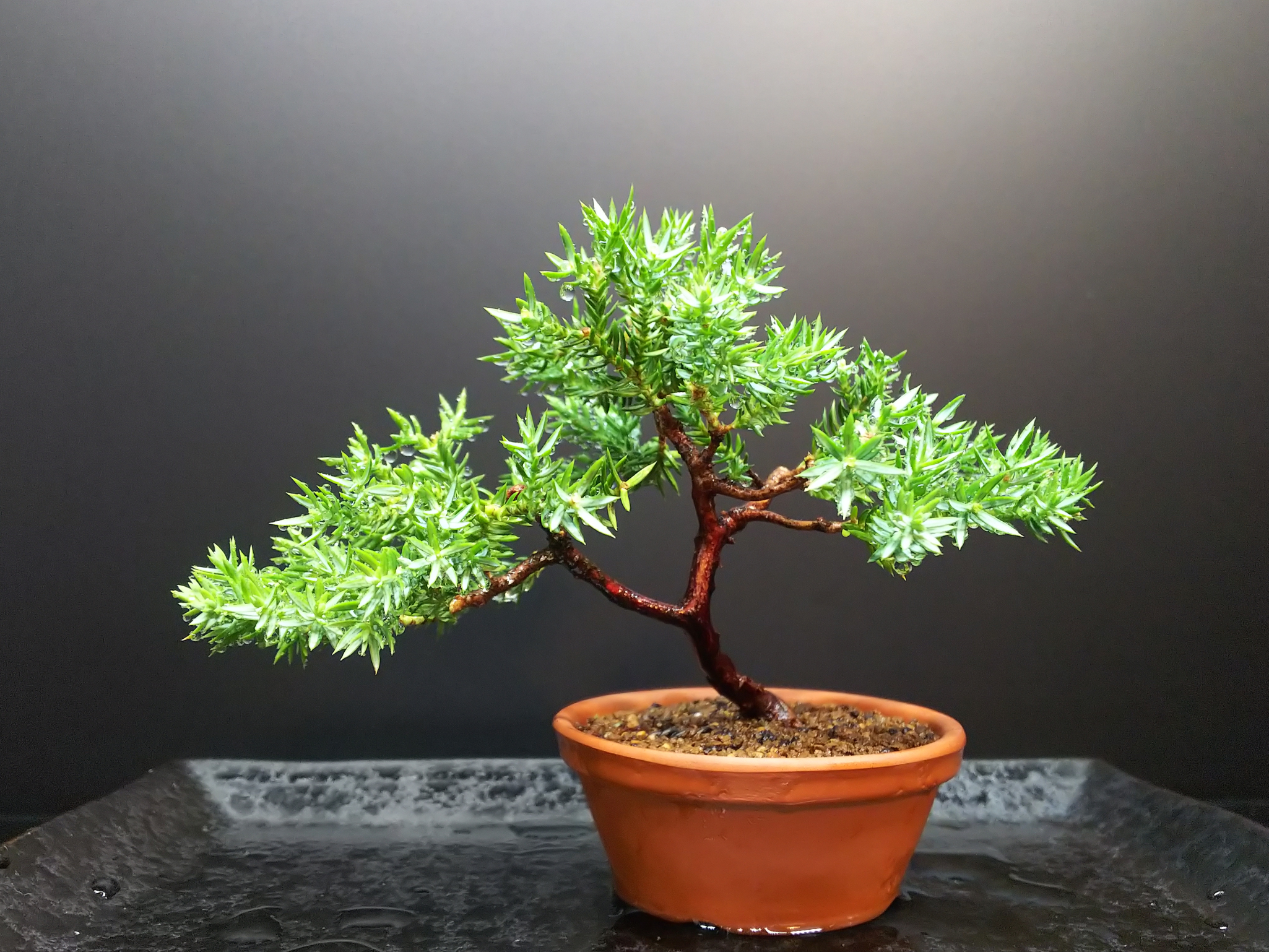 姫ソナレのお手入れ終了 Bon Bonsai 姫ソナレのお手入れ終了 Bon Bonsai