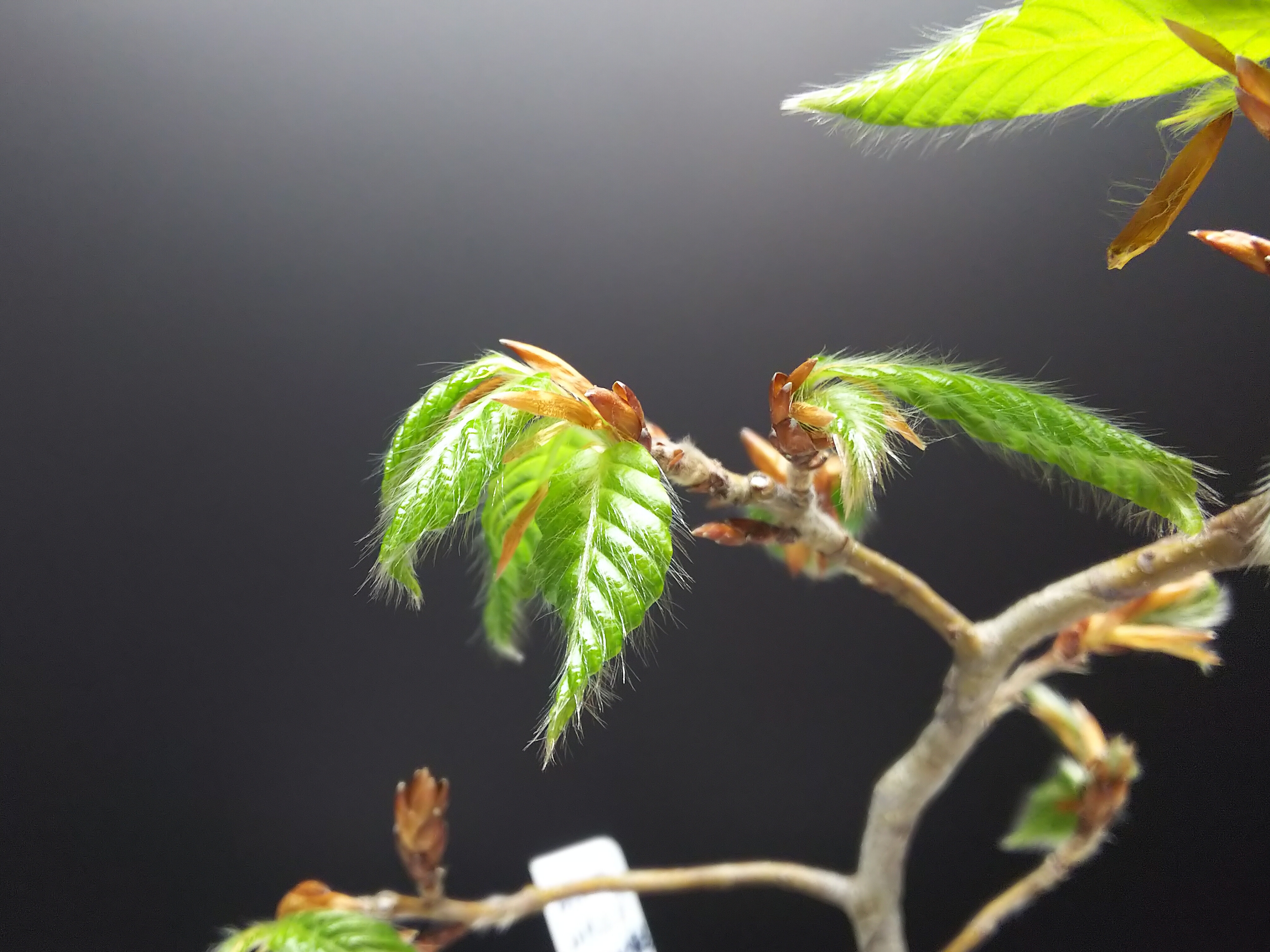 白神ブナの芽摘みと驚きの生命力 Bon Bonsai