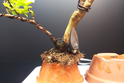 2020032906サルスベリ夏祭り植え替え6