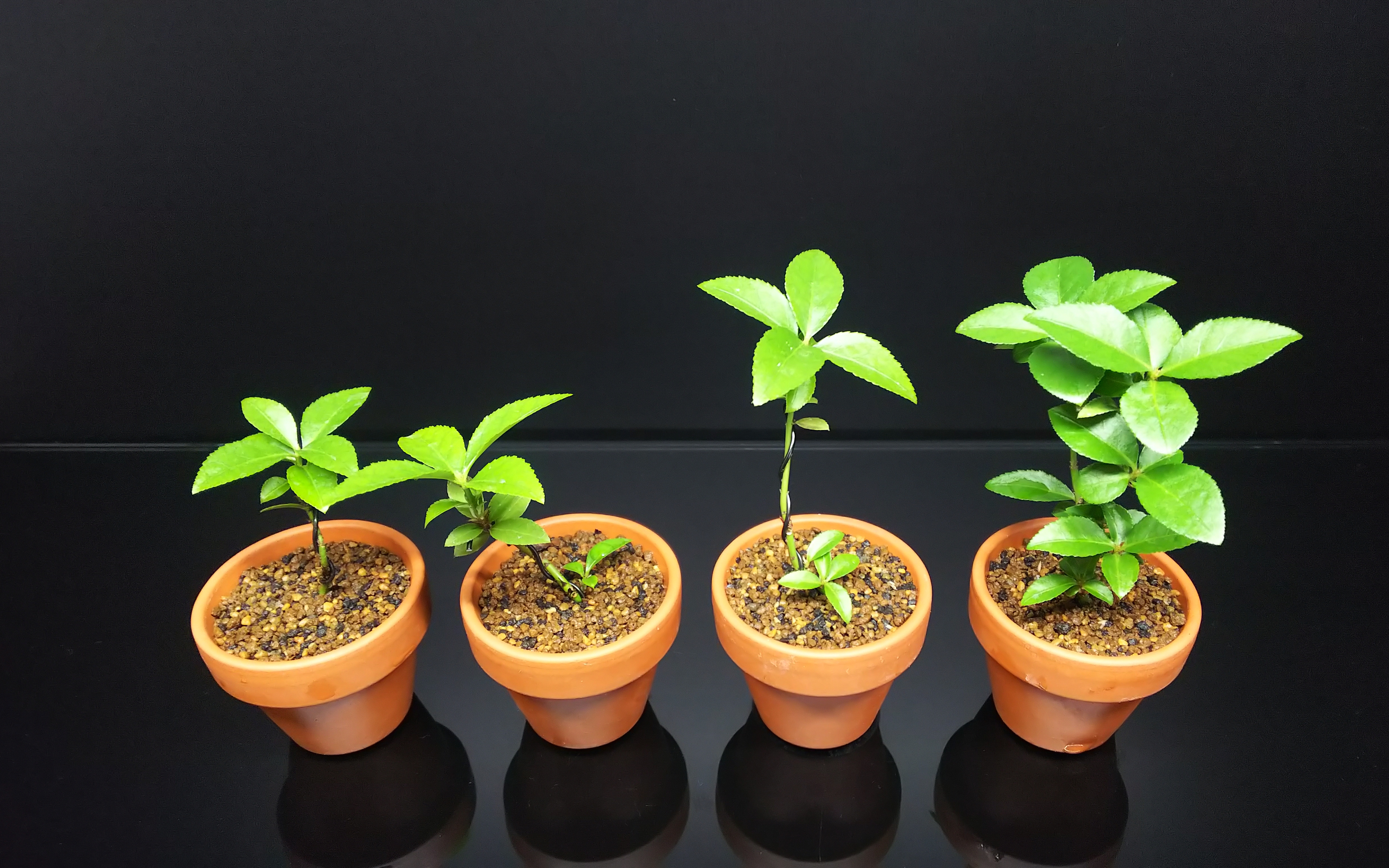 第四郵便で盆栽苗を送ってみた【ダンボール編①】 : Bon Bonsai