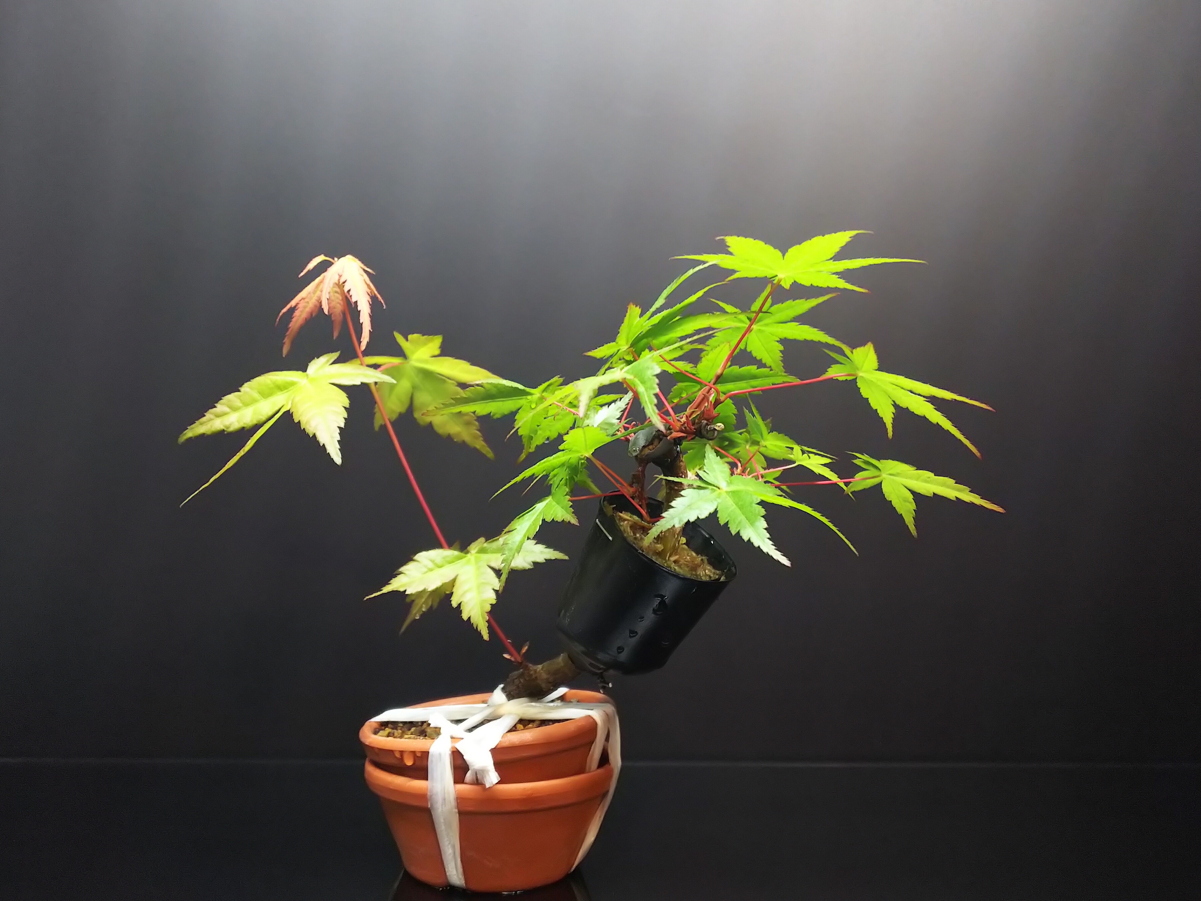 もみじ紅千鳥の取り木切り離し : Bon Bonsai