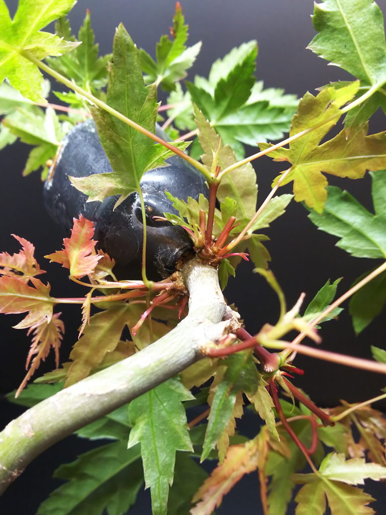 凡盆栽人の挿し木法をまとめてみた Bon Bonsai