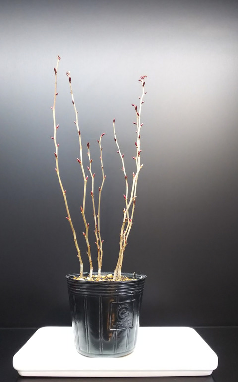 2019022301一才カナシデ植え替え1