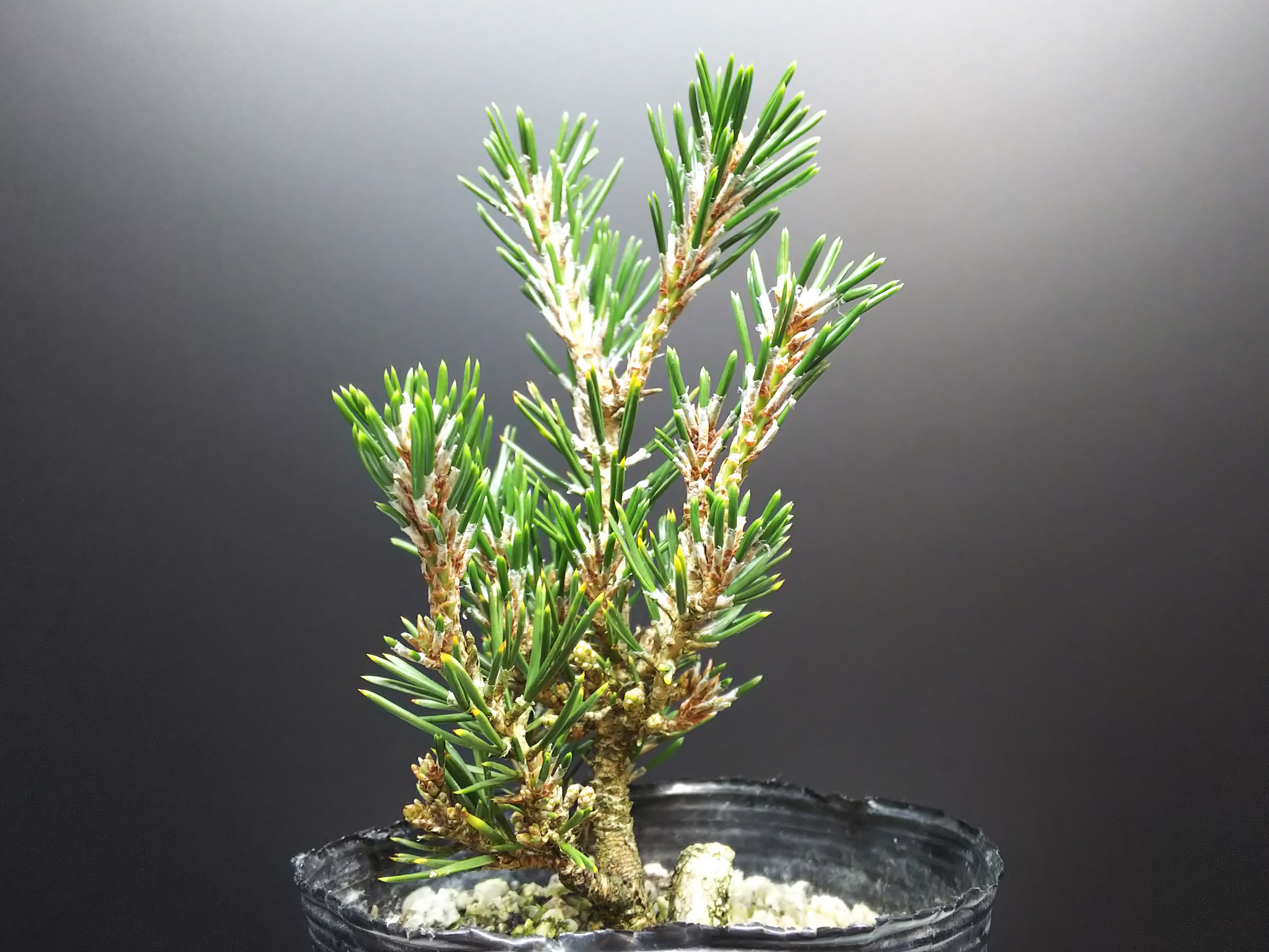 千寿姫の芽切りとか色々 : Bon Bonsai