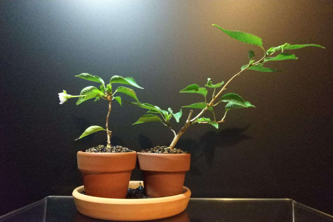 鉢上げしたばかりの挿し木の十月桜が咲く Bon Bonsai 鉢上げしたばかりの挿し木の十月桜が咲く Bon Bonsai