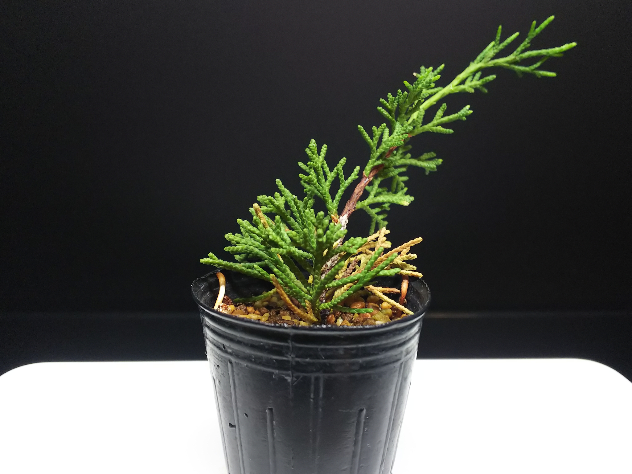挿し戻した糸魚川真柏、発根 : Bon Bonsai 挿し戻した糸魚川真柏、発根 : Bon Bonsai