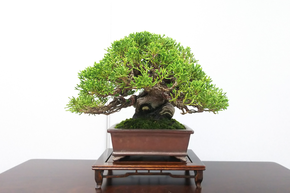 秋雅展④ちびでぶの真柏の銘木に出会う : Bon Bonsai