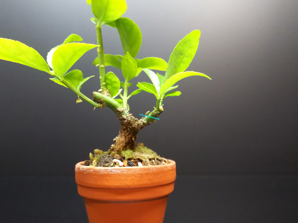 石化コマユミのちびを弄る Bon Bonsai