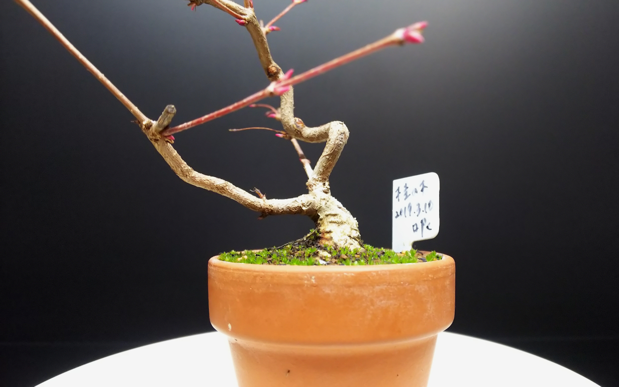単なる切り株がちゃんと盆栽素材になった桂の木 Bon Bonsai