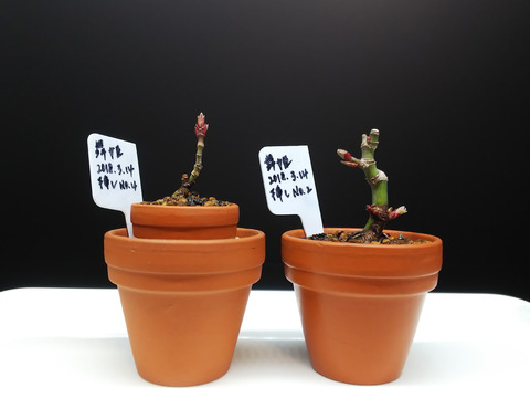 2020021820舞姫植え替え20