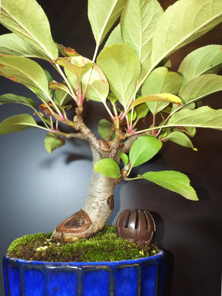 姫りんごの実を落とす Bon Bonsai 姫りんごの実を落とす Bon Bonsai