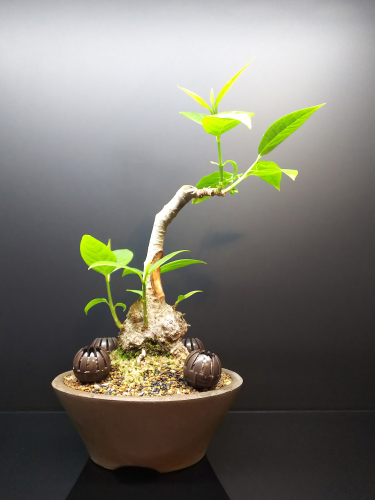ついにメタボな株元だけになってしまったあの子 Bon Bonsai