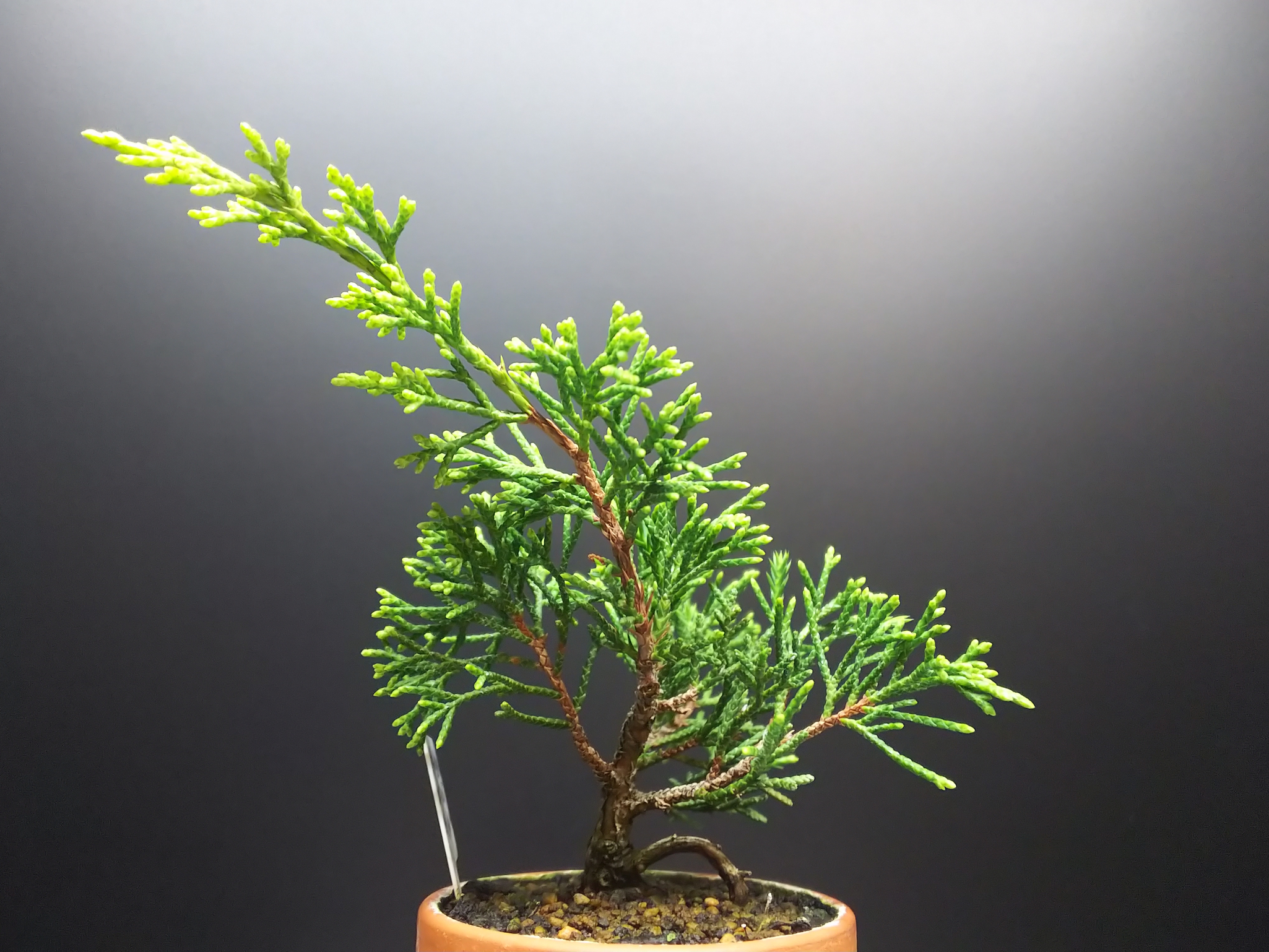 ➀糸魚川真柏 苗木 挿し木 9本 20cm前後